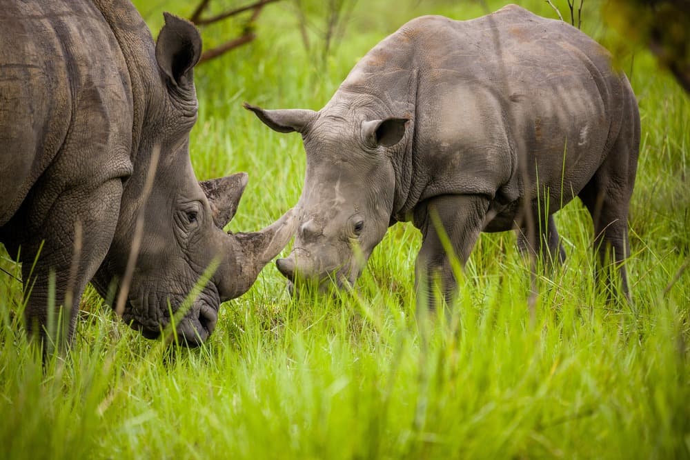 Sanctuaires des Rhinocéros de Ziwa